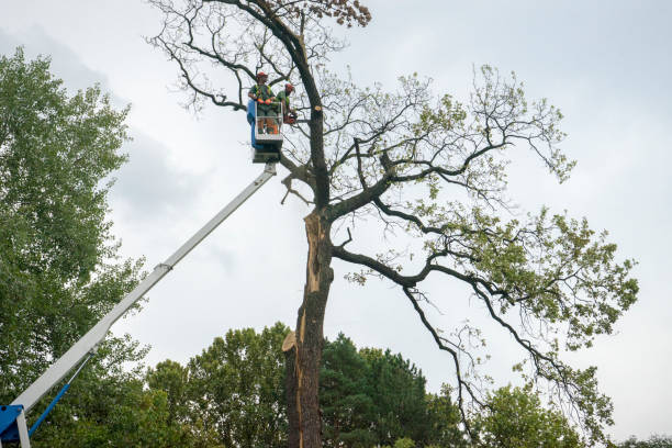 Best Fruit Tree Pruning  in Gladwin, MI