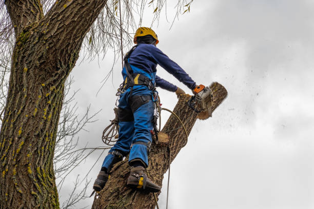 Best Seasonal Cleanup (Spring/Fall)  in Gladwin, MI