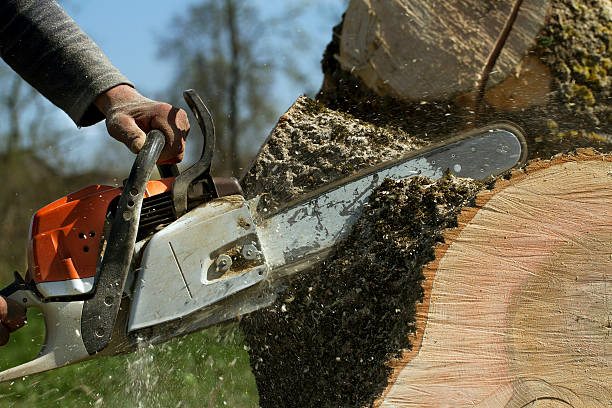 Leaf Removal in Gladwin, MI