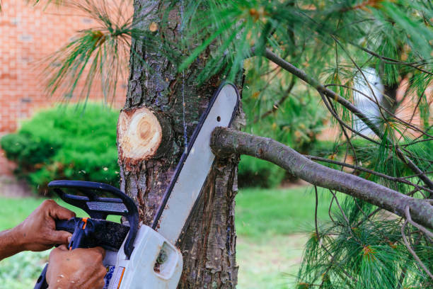 Best Tree Trimming and Pruning  in Gladwin, MI